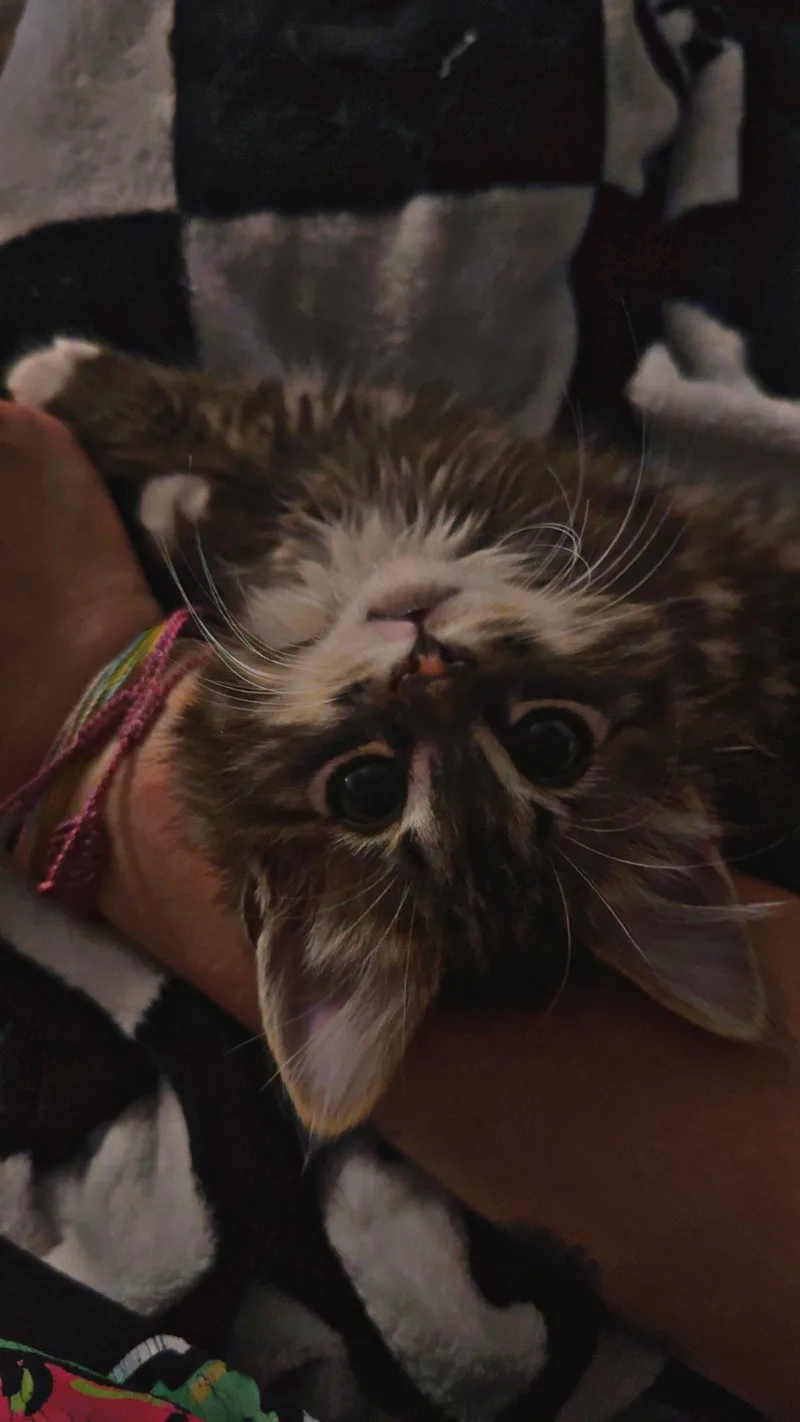Minnie thumbnail 3