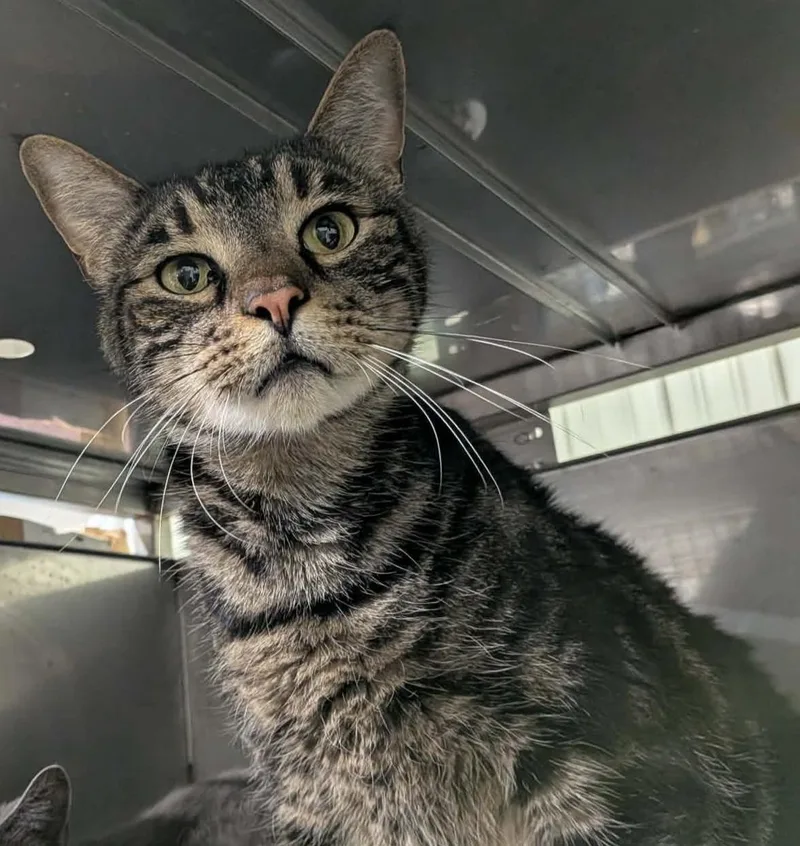 An adult large-sized male Domestic Short Hair cat named Augustus for adoption in De Soto, IA