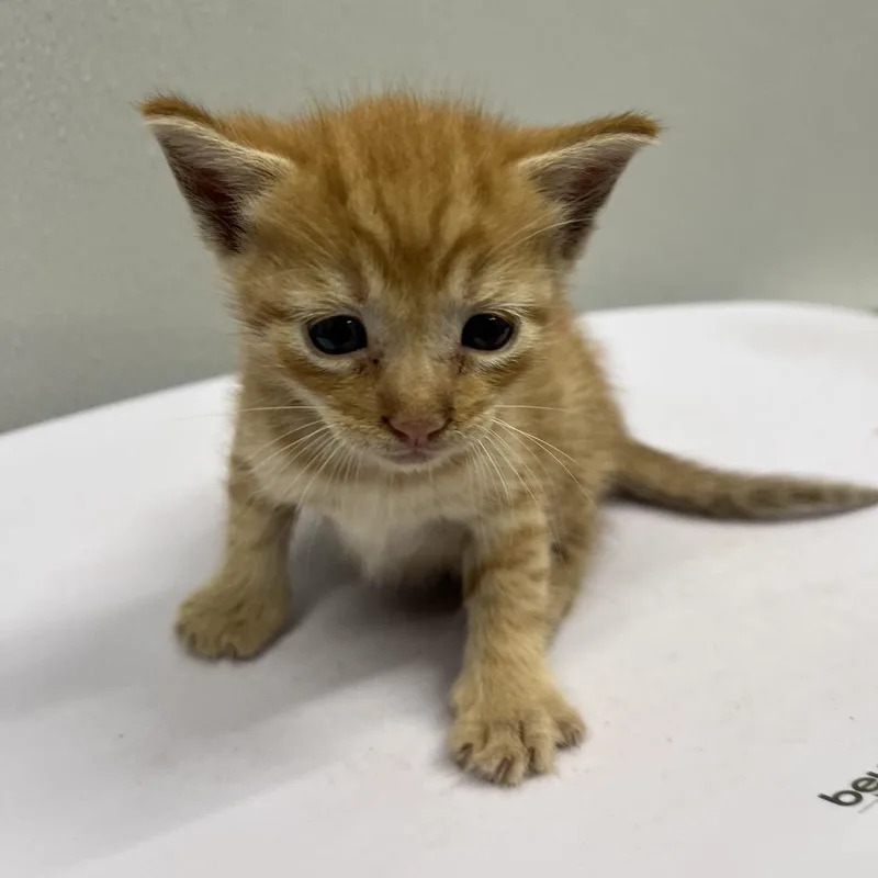A baby small-sized male Domestic Short Hair cat named Austin for adoption in Tampa, FL