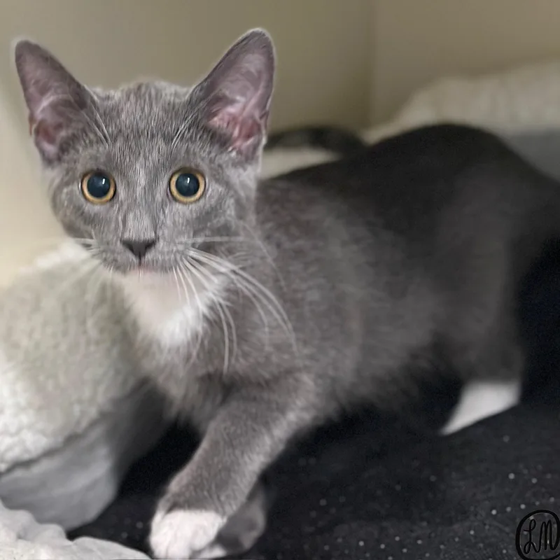 A baby medium-sized female Gray & White Domestic Short Hair cat named Minx for adoption in Victor, NY