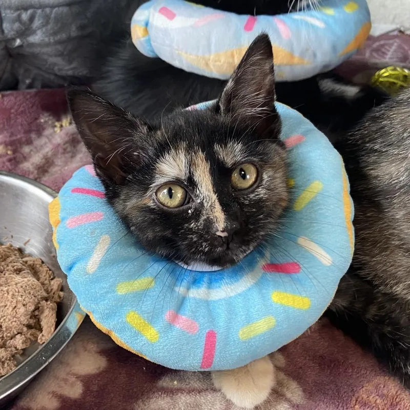 A baby small-sized female Tortoiseshell Domestic Short Hair cat named Disney+ for adoption in Newark, DE