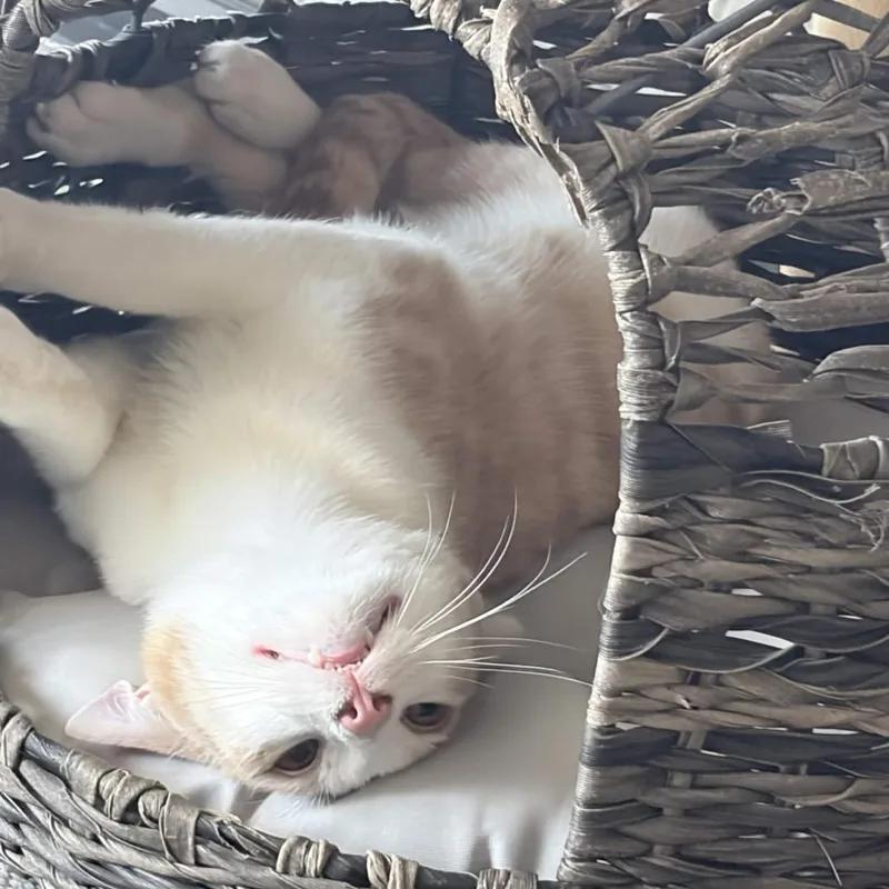 A young medium-sized male Orange / Red Domestic Short Hair cat named Oscar for adoption in San Diego, CA
