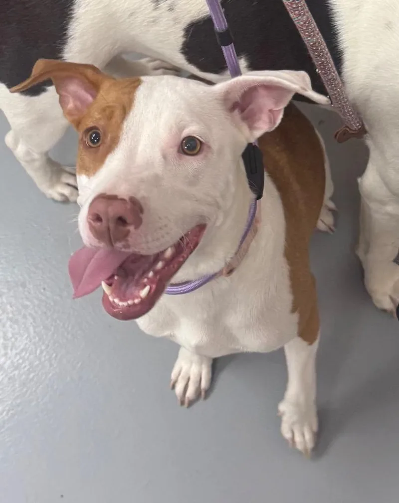 A young medium-sized female Pit Bull Terrier dog named Maryland for adoption in Hartsville, SC