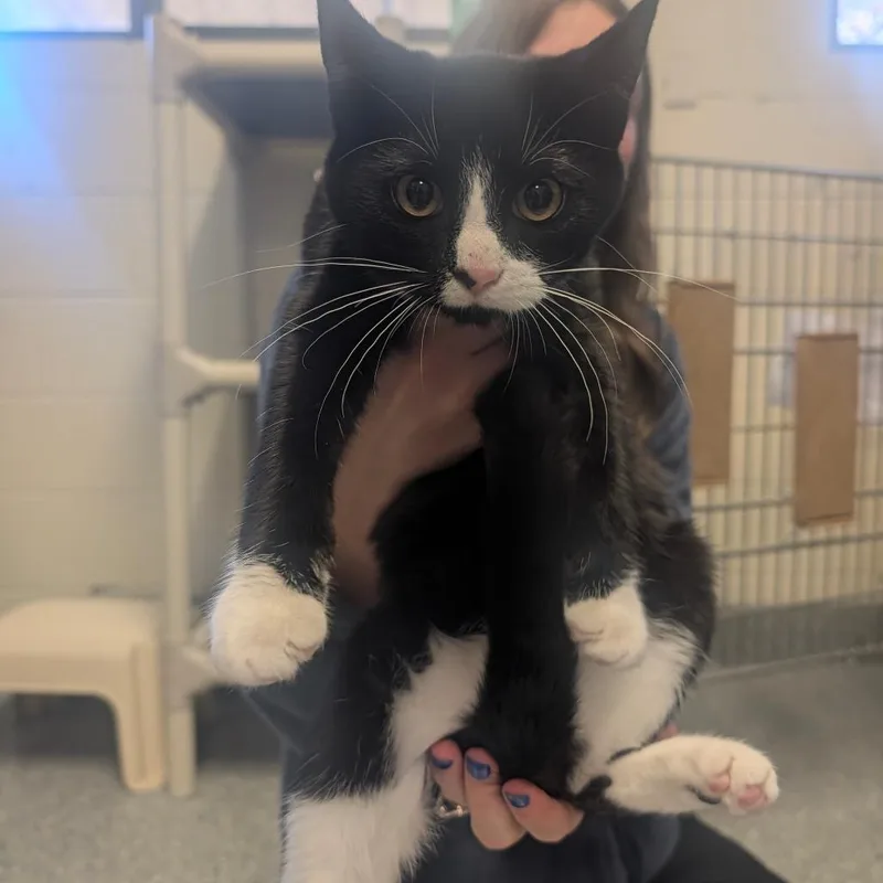 A baby small-sized female Domestic Short Hair cat named Trick for adoption in Hendersonville, NC