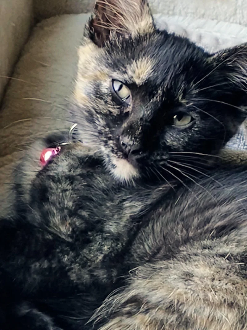 A baby medium-sized female Black Tortoiseshell cat named Winnie for adoption in Lombard, IL