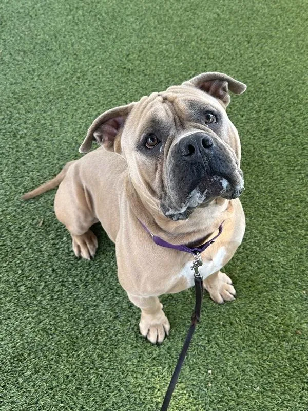 An adult large-sized male Pit Bull Terrier dog named Ola for adoption in San Diego, CA