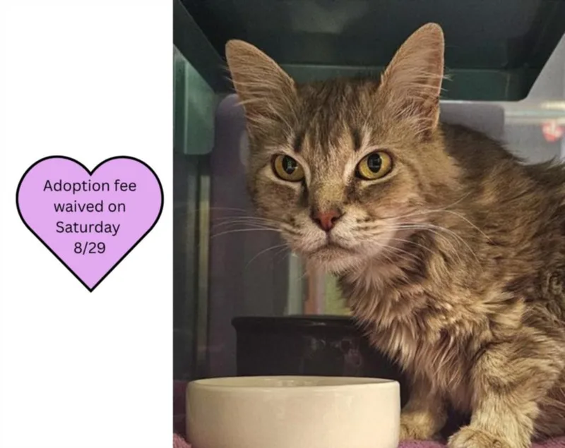An adult medium-sized female Domestic Medium Hair cat named Farrah for adoption in Santa Cruz, CA