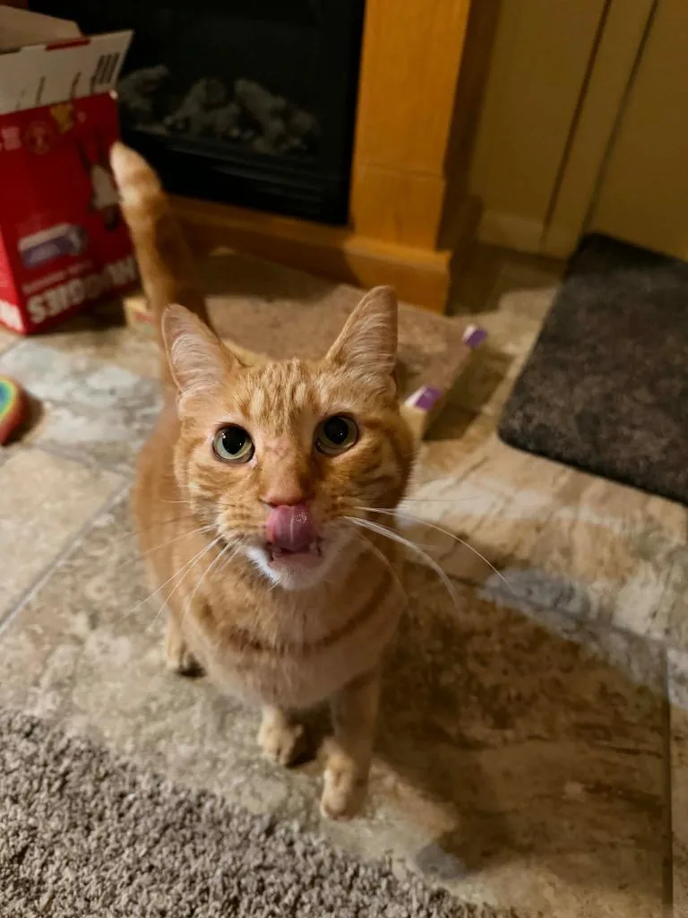 An adult large-sized male Domestic Short Hair cat named Chester for adoption in Fond Du Lac, WI