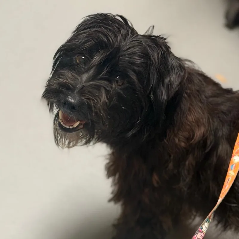 An adult small-sized female Mixed Breed dog named Dimples for adoption in Asheville, NC