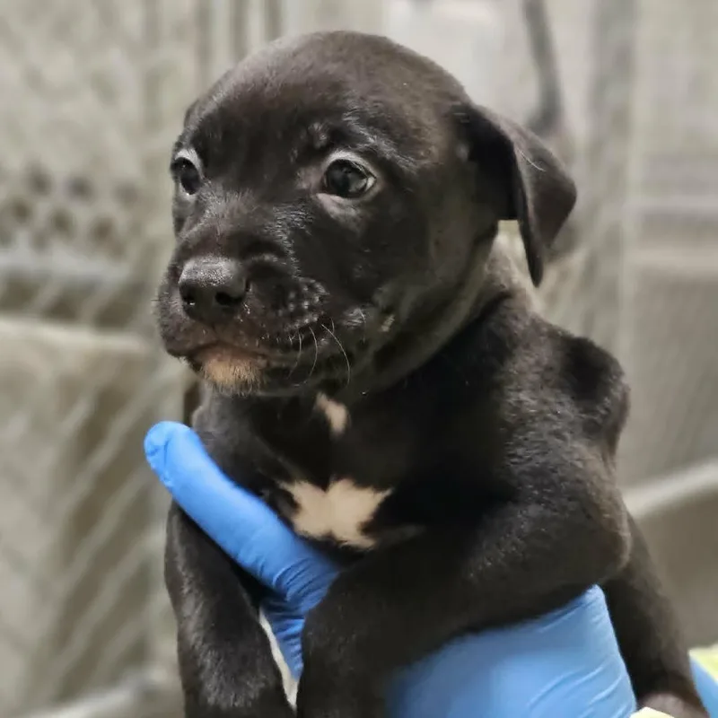 A baby small-sized female Black Pit Bull Terrier dog named Cora for adoption in Parker, CO
