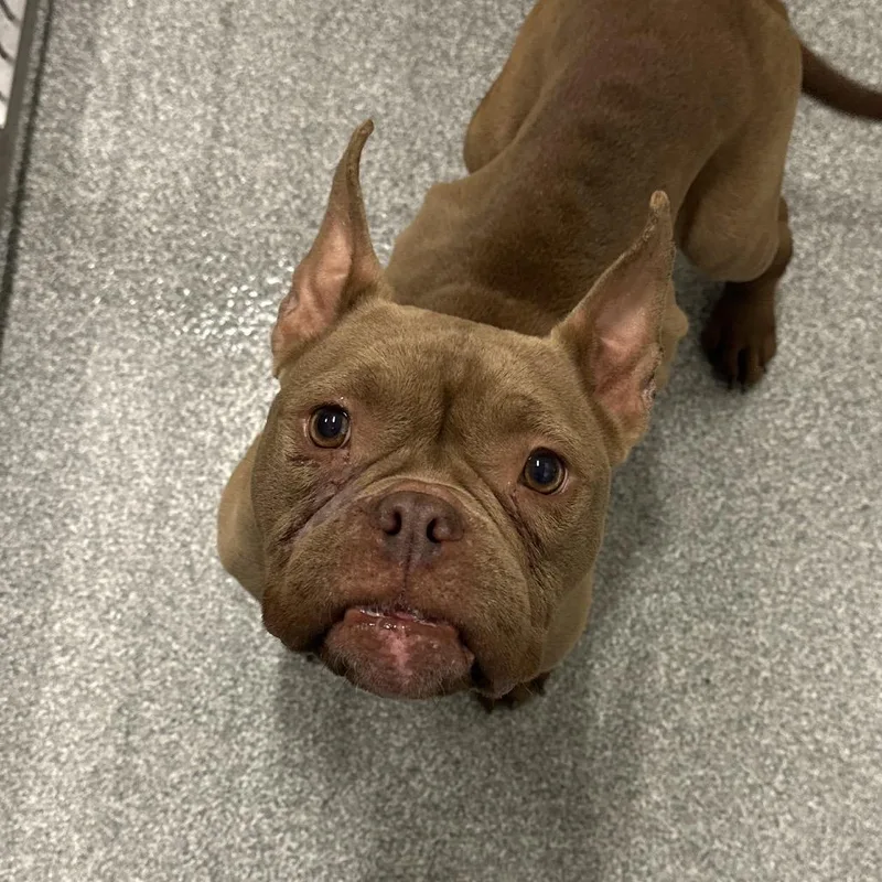 A baby small-sized female Brown / Chocolate Mixed Breed dog named French Onion Soup for adoption in Hinsdale, IL
