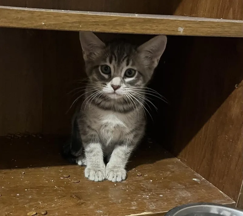Paco