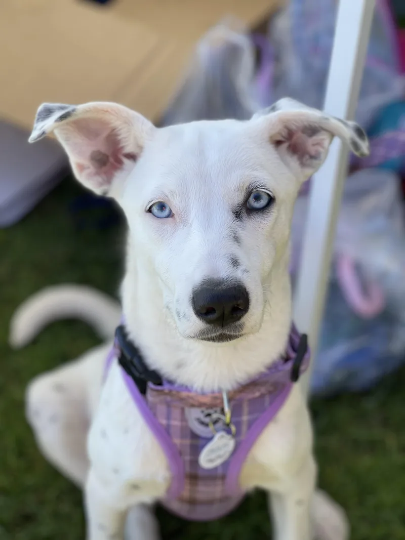 A baby small-sized female Harlequin Dalmatian dog named Ember for adoption in Rowland Heights, CA