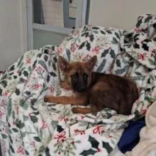 A baby small-sized male Brown / Chocolate Belgian Shepherd / Malinois dog named Blueberry Soda for adoption in Austin, TX