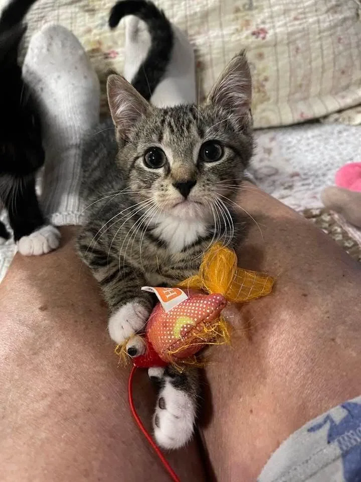 An adult medium-sized male Domestic Short Hair cat named Chutney for adoption in Beacon, NY