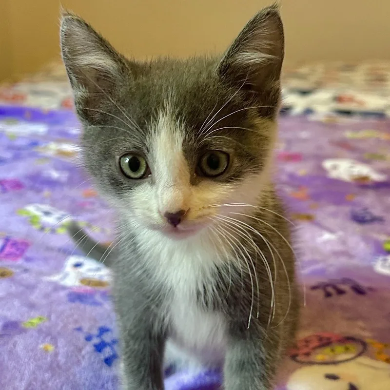 A baby small-sized female Gray & White Domestic Short Hair cat named Grits for adoption in Milwaukee, WI