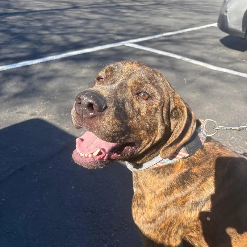 An adult large-sized male Brindle Mixed Breed dog named Koda for adoption in Saratoga Springs, NY