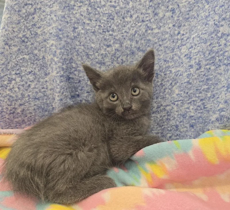 A baby small-sized male Domestic Short Hair cat named Wanderer for adoption in Dickson, TN