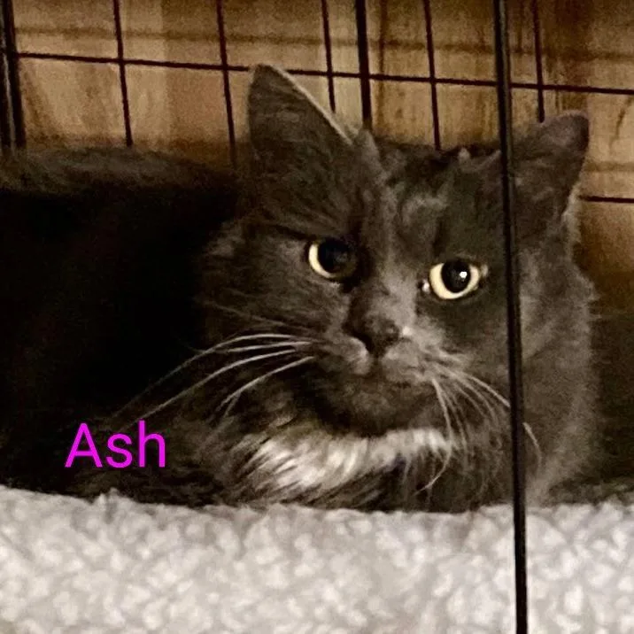 An adult medium-sized female Gray / Blue / Silver Domestic Medium Hair cat named Ash for adoption in Grand Rapids, MN
