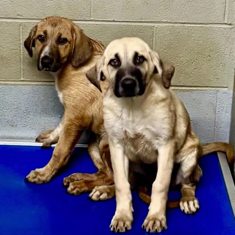 A baby small-sized male Yellow / Tan / Blond / Fawn Mixed Breed dog named Song Pup: Sonny for adoption in Falls Church, VA