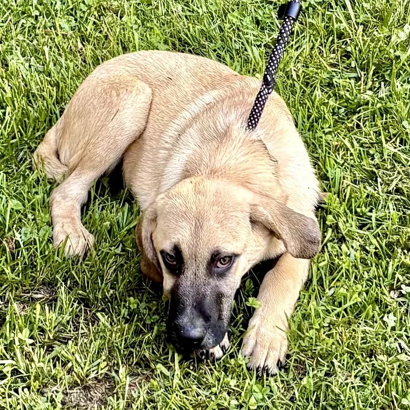 Song Pup: Sonny thumbnail 2
