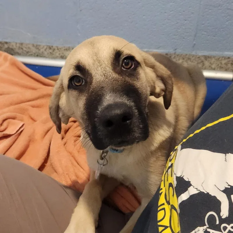 Song Pup: Sonny thumbnail 3