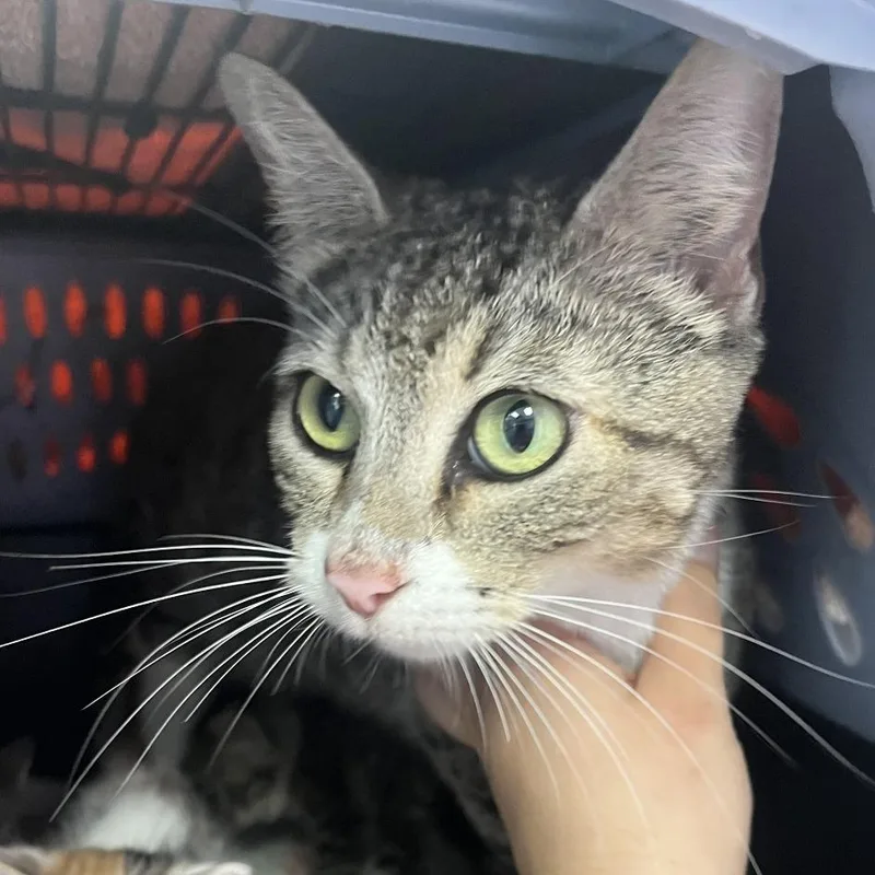 An adult medium-sized female Brown / Chocolate Domestic Short Hair cat named Wonder for adoption in Austin, TX