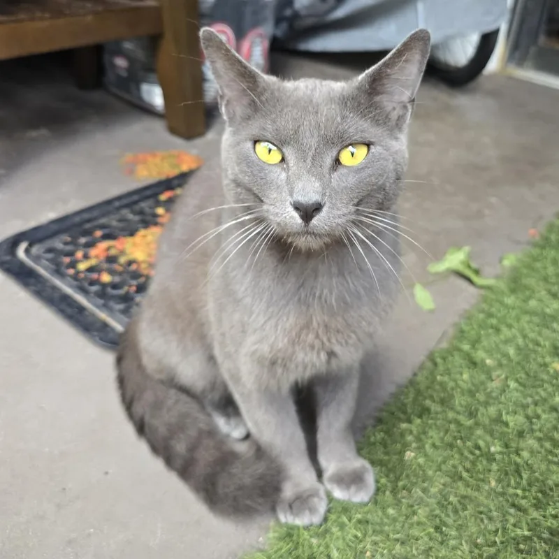 An adult medium-sized male Gray / Blue / Silver Domestic Short Hair cat named Malik for adoption in Parkland, FL