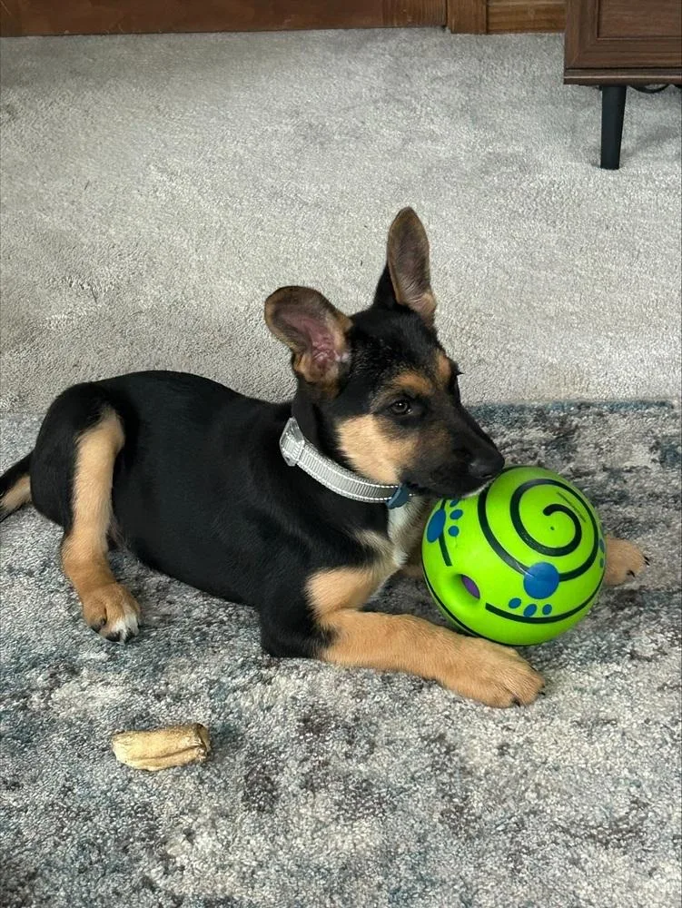 A baby medium-sized male German Shepherd Dog dog named Cornell for adoption in Plymouth, MI