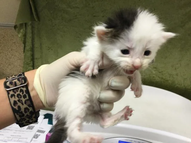 A baby small-sized male Domestic Short Hair cat named Clam Chowder for adoption in Riverside, CA