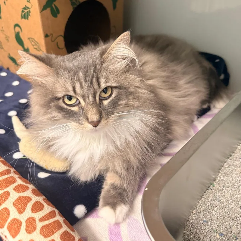 An adult large-sized female Gray / Blue / Silver Domestic Long Hair cat named Ruth for adoption in Saint Charles, MO