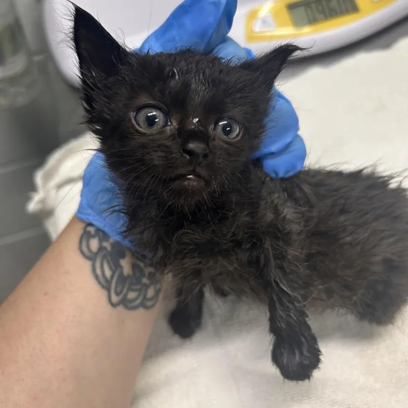 A baby small-sized female Black Domestic Short Hair cat named Wren for adoption in Summerville, SC