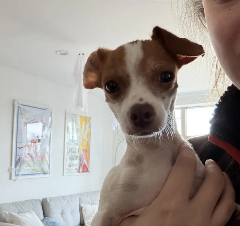 Hazel thumbnail 6