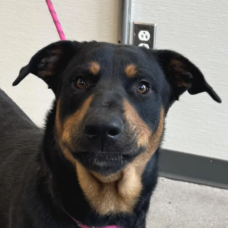An adult large-sized male Black Mixed Breed dog named Tommy for adoption in Las Cruces, NM