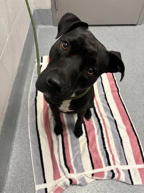 An adult medium-sized female Labrador Retriever dog named Katya for adoption in Indianapolis, IN