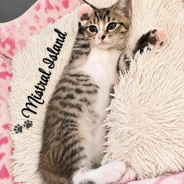 A baby small-sized female Brown / Chocolate Domestic Short Hair cat named Mistral Island for adoption in Fredericksburg, VA