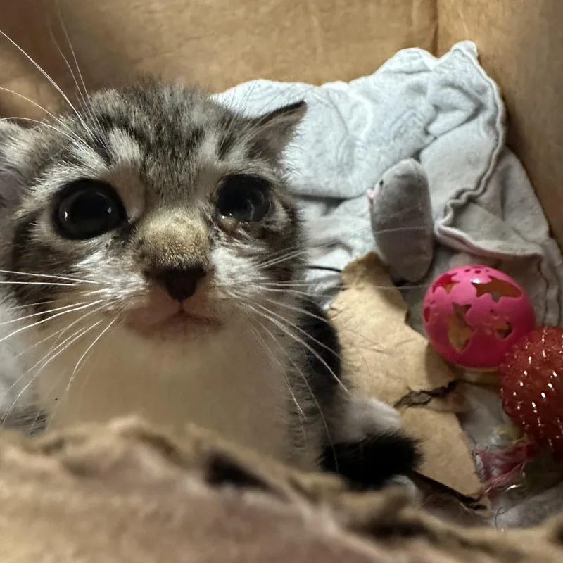 An adult medium-sized female Brown / Chocolate Domestic Short Hair cat named Luna FKA Pencil noodle for adoption in Philadelphia, PA