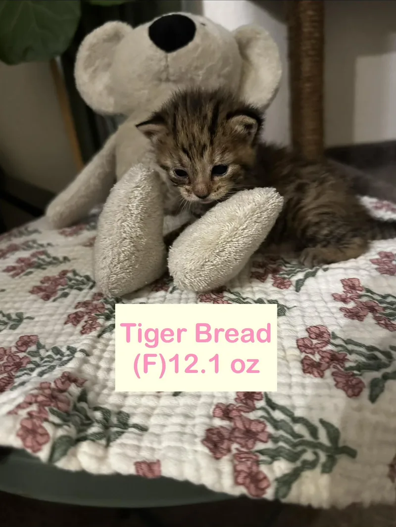 A baby small-sized female Domestic Short Hair cat named Tiger Bread for adoption in Dixon, CA