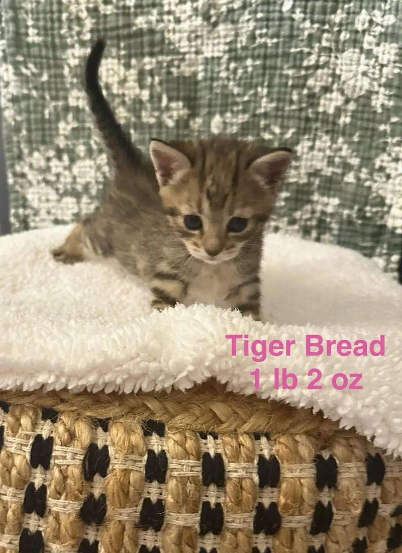 Tiger Bread thumbnail 2