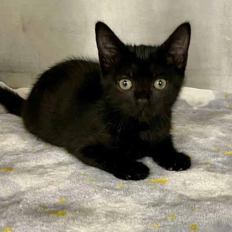 A baby small-sized female Black Domestic Short Hair cat named Virginia for adoption in Beaumont, TX