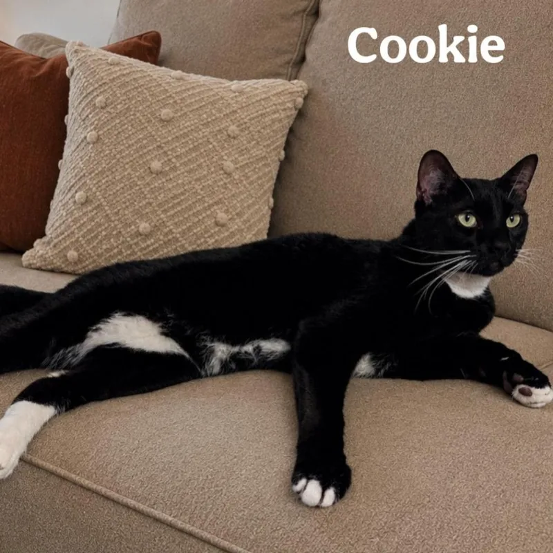 An adult medium-sized male Domestic Short Hair cat named Cookie for adoption in Magnolia, TX