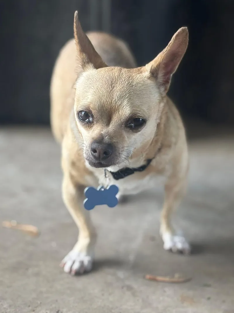 An adult small-sized male Yellow / Tan / Blond / Fawn Chihuahua dog named Pedro for adoption in Grosse Pointe Park, MI