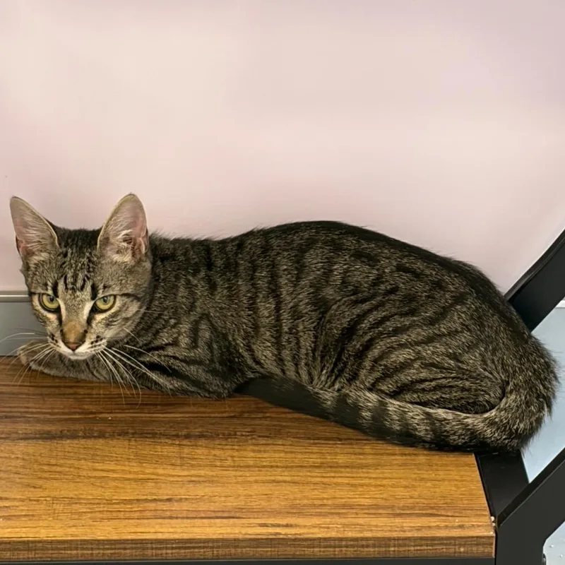 A baby small-sized female Brown / Chocolate Domestic Short Hair cat named Ivy for adoption in Boston, MA
