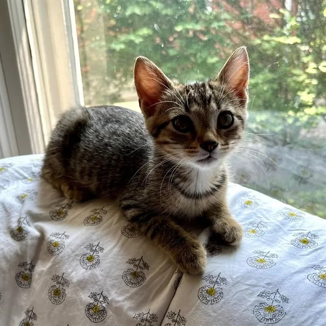 A baby small-sized female Domestic Short Hair cat named Willa for adoption in Louisville, KY