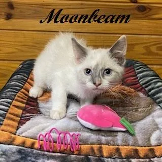 Moonbeam