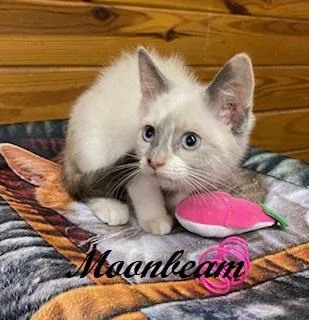 Moonbeam thumbnail 4