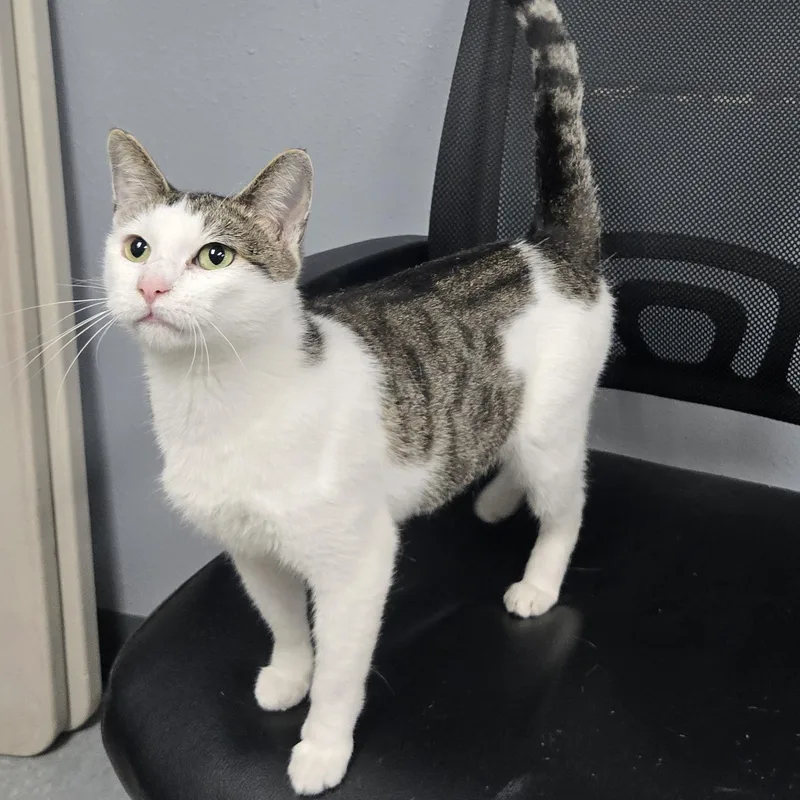 A young medium-sized female White Domestic Short Hair cat named Tezla for adoption in Keokuk, IA
