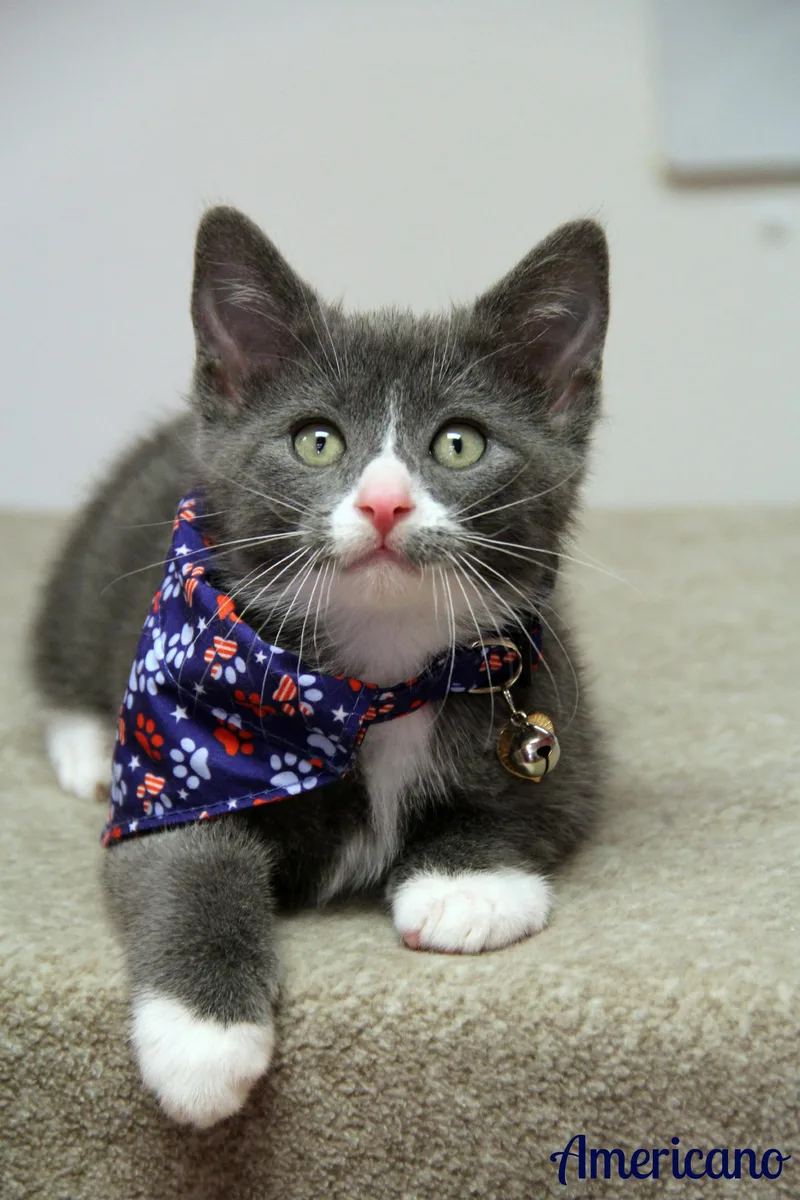 A baby medium-sized male Gray & White Domestic Short Hair cat named Americano for adoption in Vinton, IA