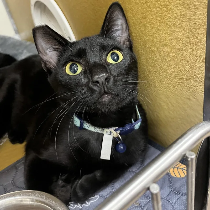 A young medium-sized male Black Domestic Short Hair cat named Aj for adoption in Las Vegas, NV
