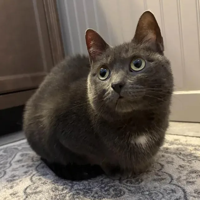 A young medium-sized female Gray & White Domestic Short Hair cat named Ashley for adoption in Monroe Township, NJ